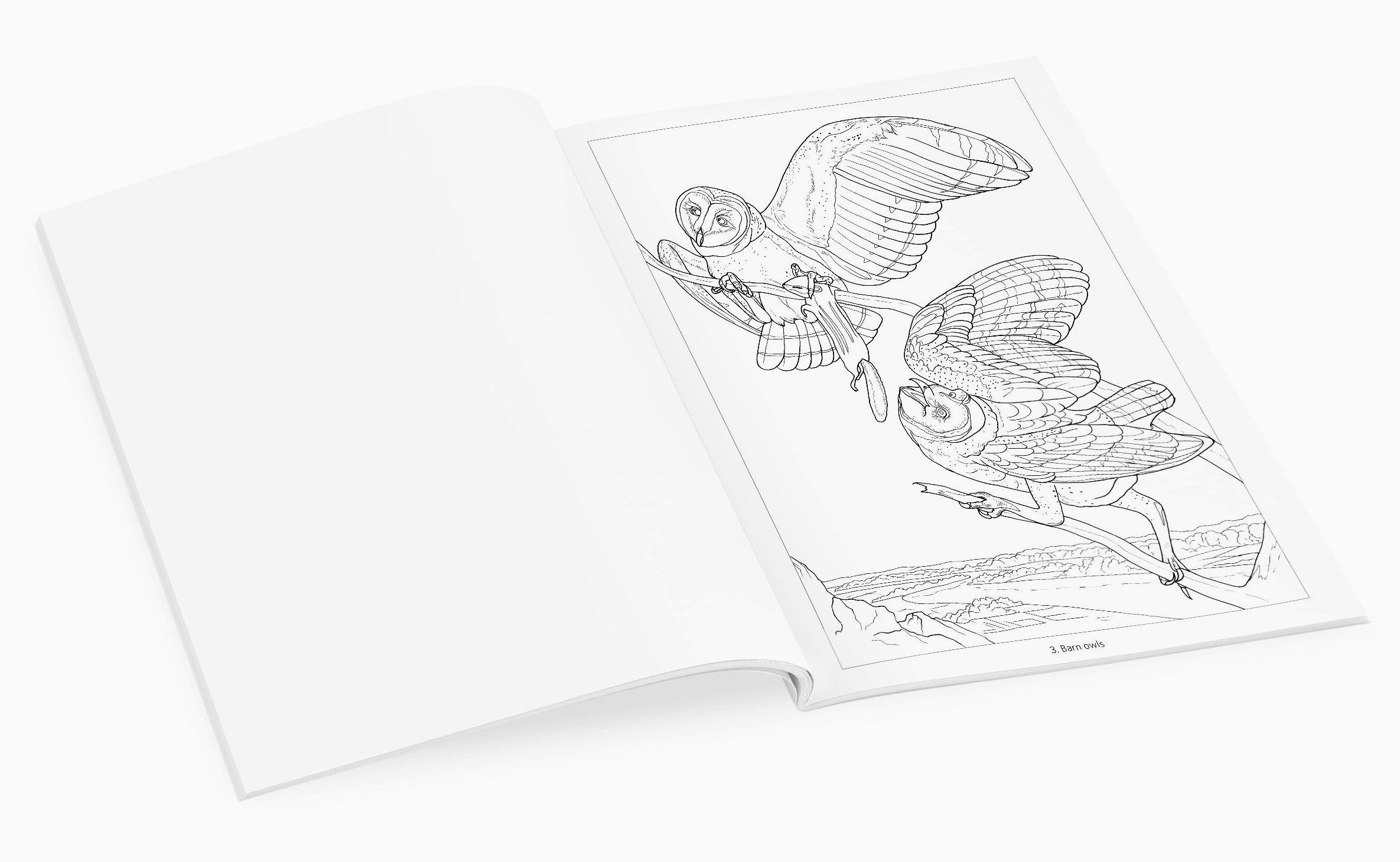 Owl Coloring Book 